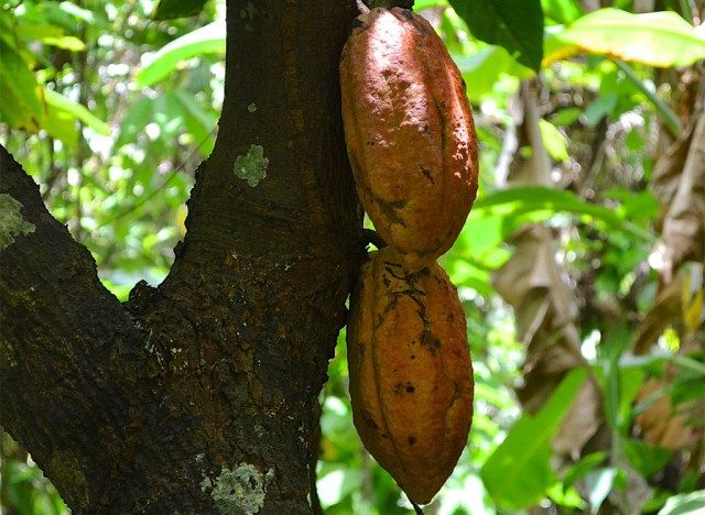 قرون شجرة الكاكاو'