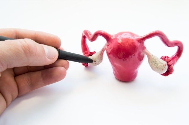 يقوم الطبيب أو المعلم بنقاط قلم حبر جاف على المبايض على نموذج تشريحي للأعضاء التناسلية الأنثوية الداخلية'