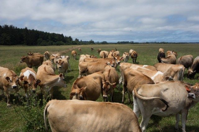 الأبقار التي تتغذى على العشب من التغذية العارية في يوم صيفي صافٍ'