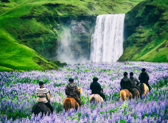   مجموعة من راكبي الخيول في أيسلندا يتجهون إلى شلال عبر المرج